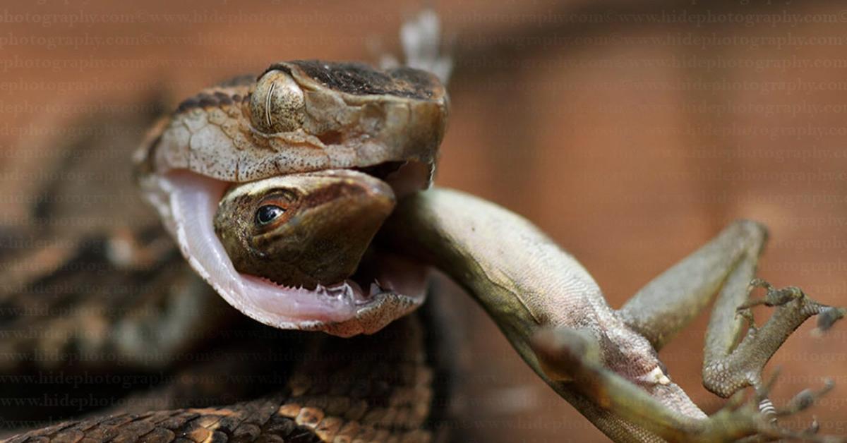 Stunning depiction of Fer-De-Lance Snake, also referred to as B. asper.