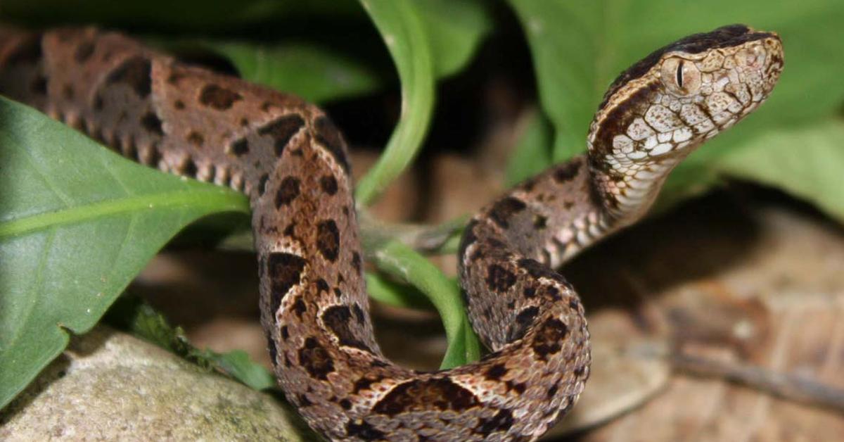 Exquisite image of Fer-De-Lance Snake, in Indonesia known as Ular Fer-De-Lance.