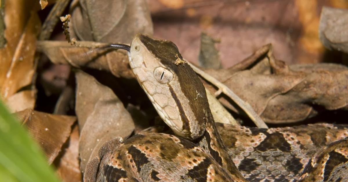 Stunning depiction of Fer-De-Lance Snake, also referred to as B. asper.