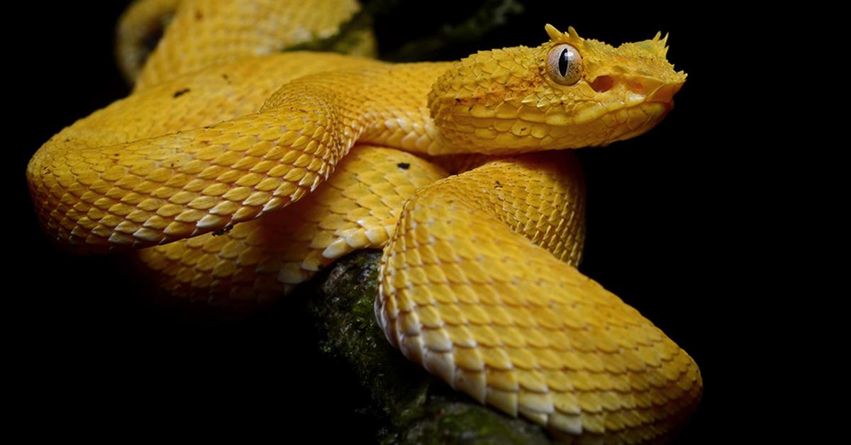 Close encounter with the Fer-De-Lance Snake, scientifically called B. asper.