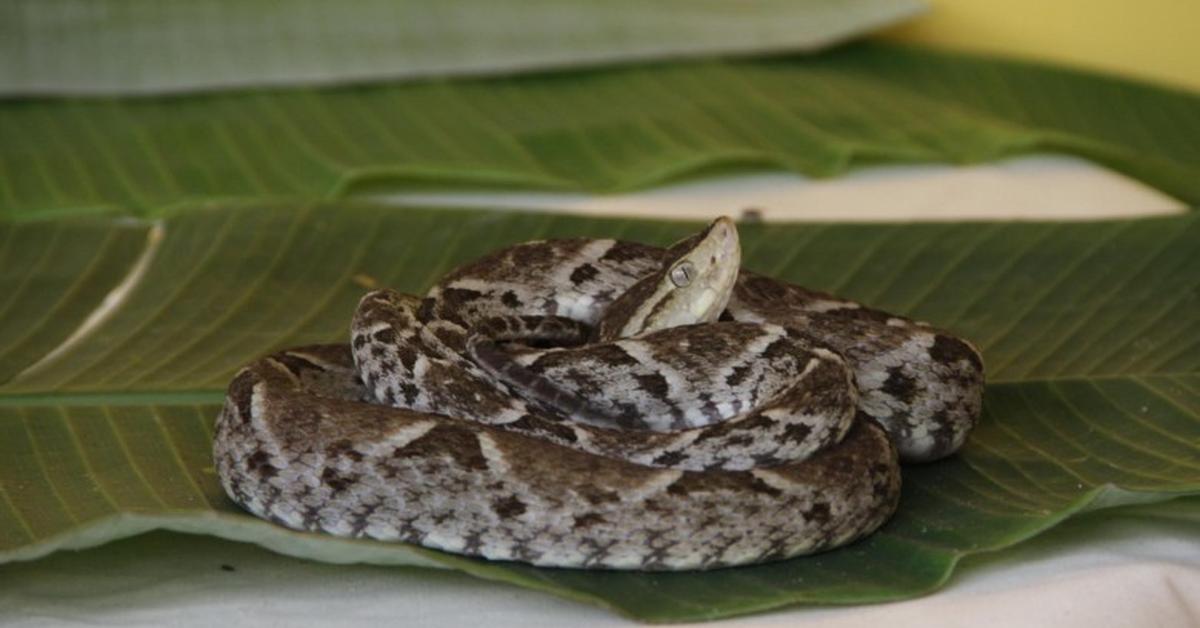 Photogenic Fer-De-Lance Snake, scientifically referred to as B. asper.