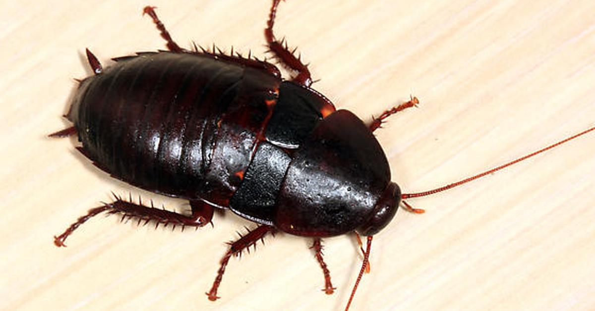 Detailed shot of the Florida Woods Cockroach, or Eurycotis floridana, in its natural setting.