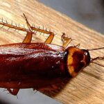 The elegant Florida Woods Cockroach (Eurycotis floridana), a marvel of nature.