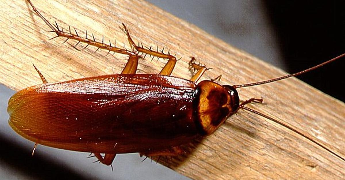 The elegant Florida Woods Cockroach (Eurycotis floridana), a marvel of nature.