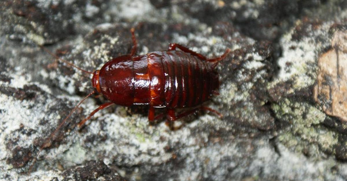 Distinctive Florida Woods Cockroach, in Indonesia known as Kecoak Hutan Florida, captured in this image.