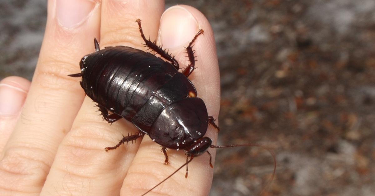 The fascinating Florida Woods Cockroach, scientifically known as Eurycotis floridana.