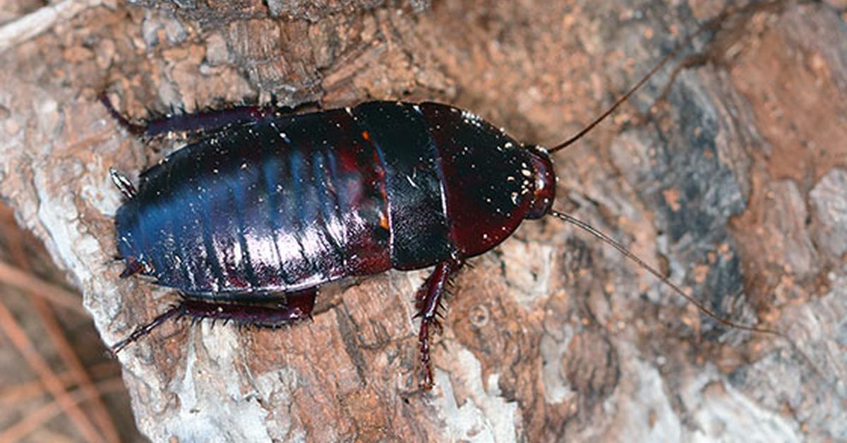 Unique portrayal of the Florida Woods Cockroach, also called Kecoak Hutan Florida in Bahasa Indonesia.