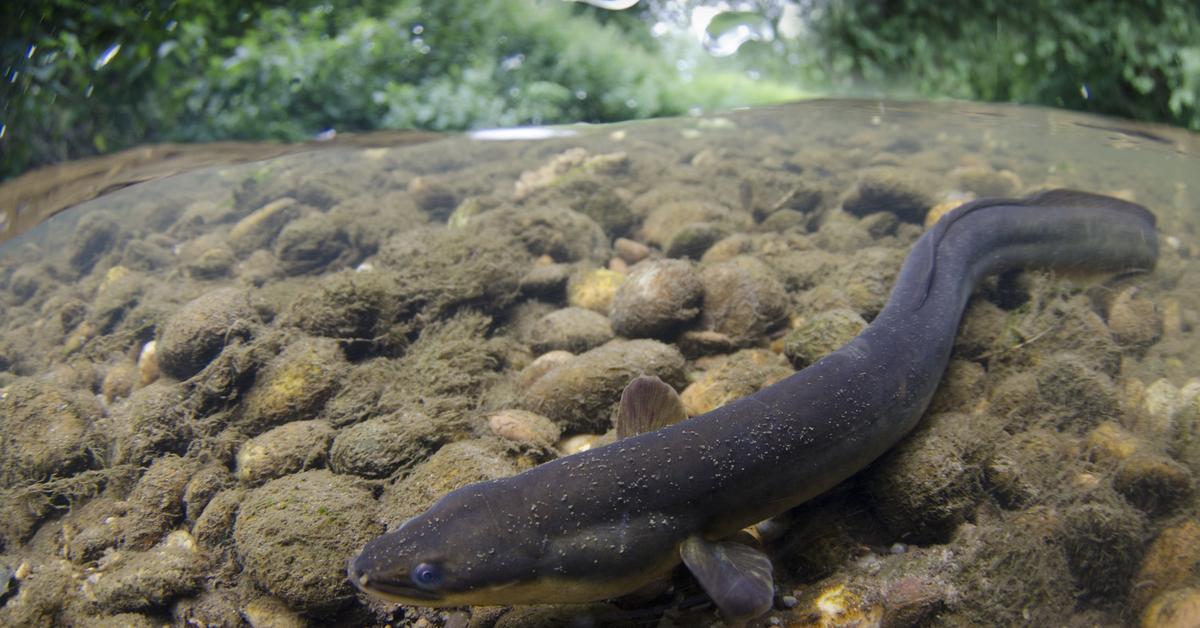 Captivating shot of the Freshwater Eel, or Belut Air Tawar in Bahasa Indonesia.