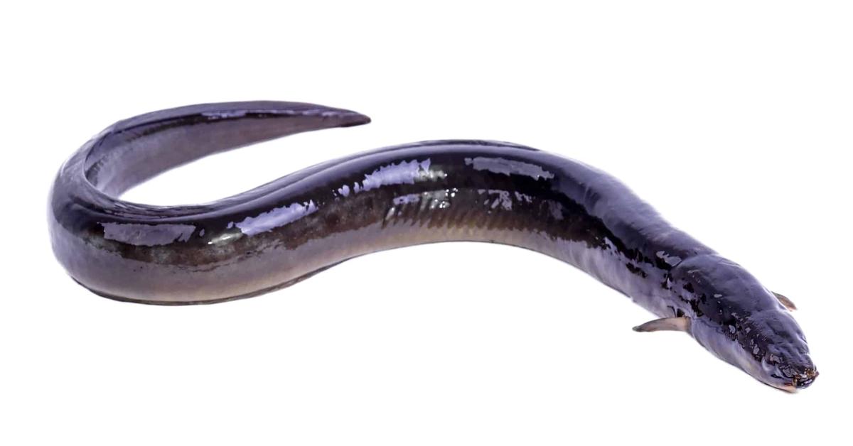 Image of the Freshwater Eel (Anguilla anguilla), popular in Indonesia as Belut Air Tawar.