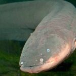 Elegant Freshwater Eel in its natural habitat, called Belut Air Tawar in Indonesia.