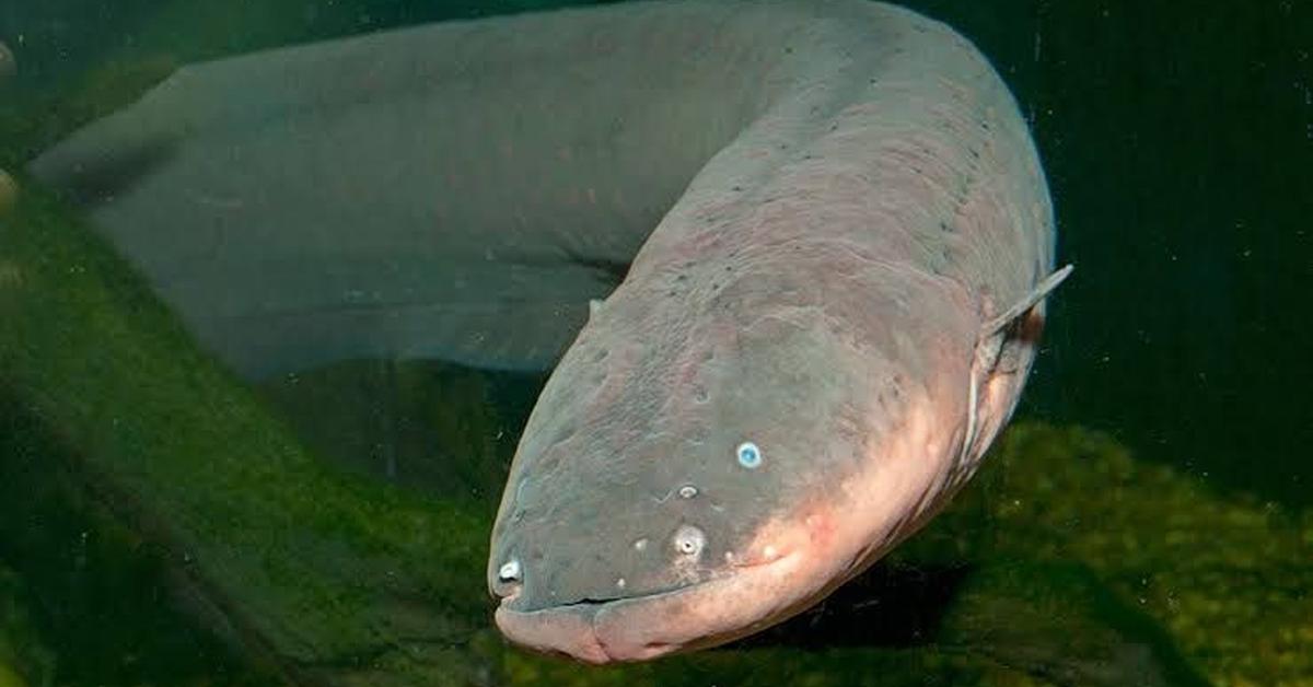 Image of the Freshwater Eel (Anguilla anguilla), popular in Indonesia as Belut Air Tawar.