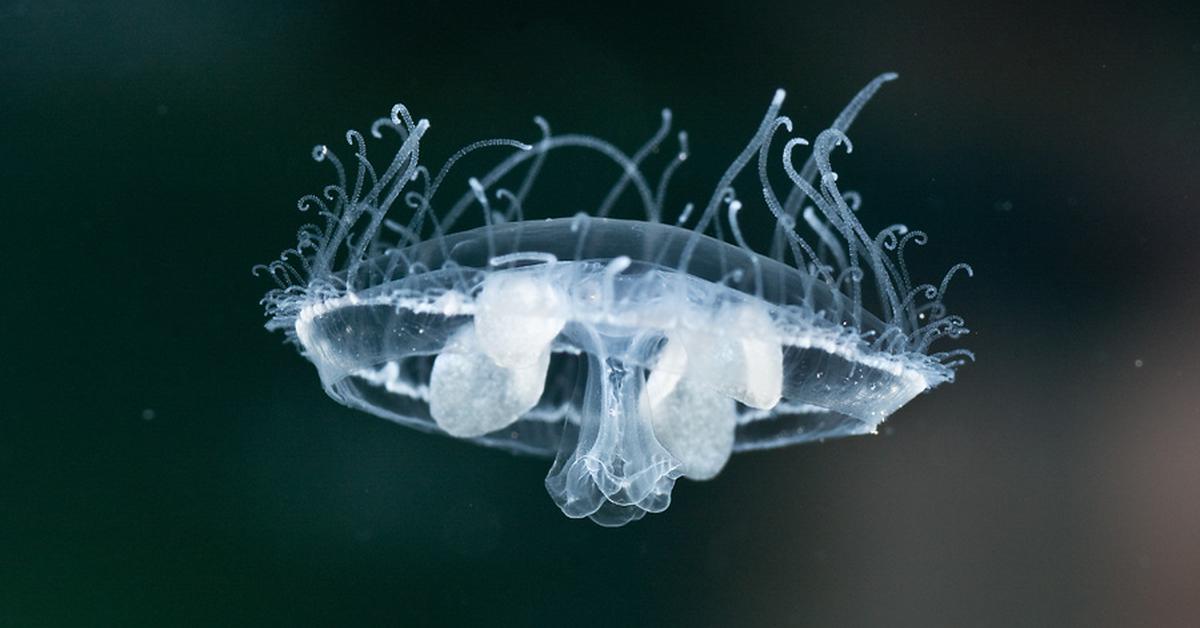 The Freshwater Jellyfish, a species known as Craspedacusta sowerbyi, in its natural splendor.