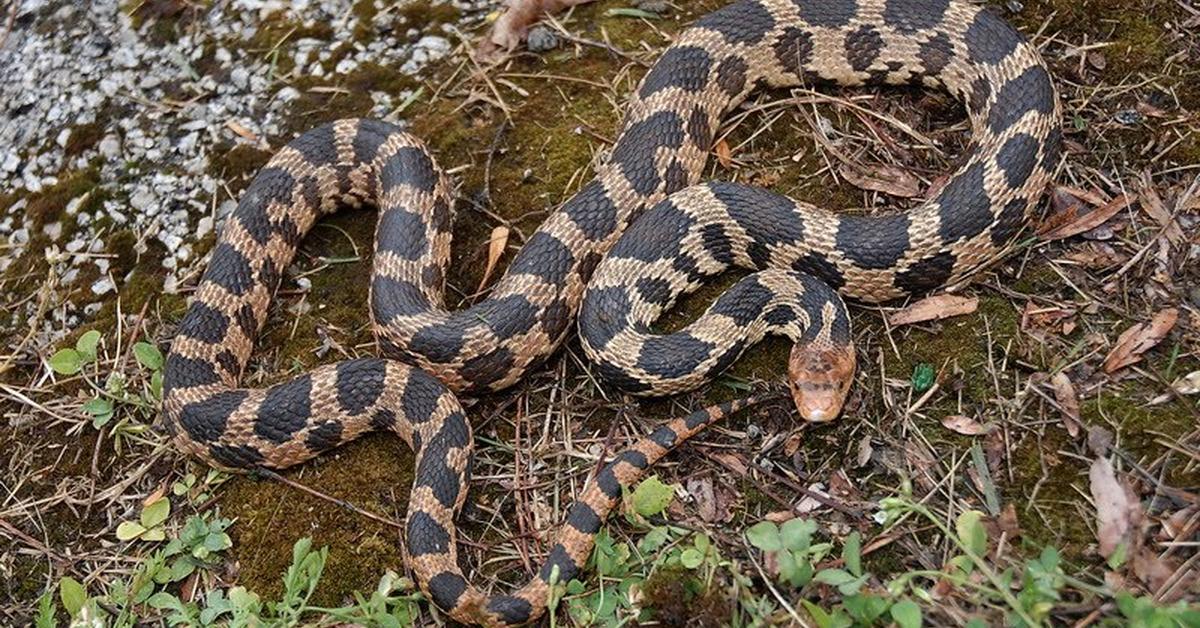 Engaging shot of the Fox Snakes, recognized in Indonesia as Ular Rubah.