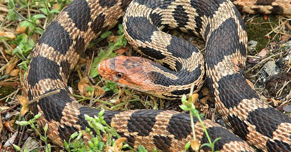 A beautiful representation of the Fox Snakes, scientifically P. vulpinus and P. ramspotti.