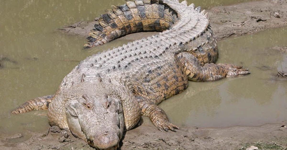 Stunning image of the Freshwater Crocodile (Crocodylus johnstoni), a wonder in the animal kingdom.