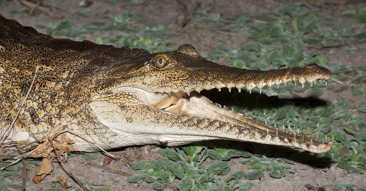 Glimpse of the Freshwater Crocodile, known in the scientific community as Crocodylus johnstoni.