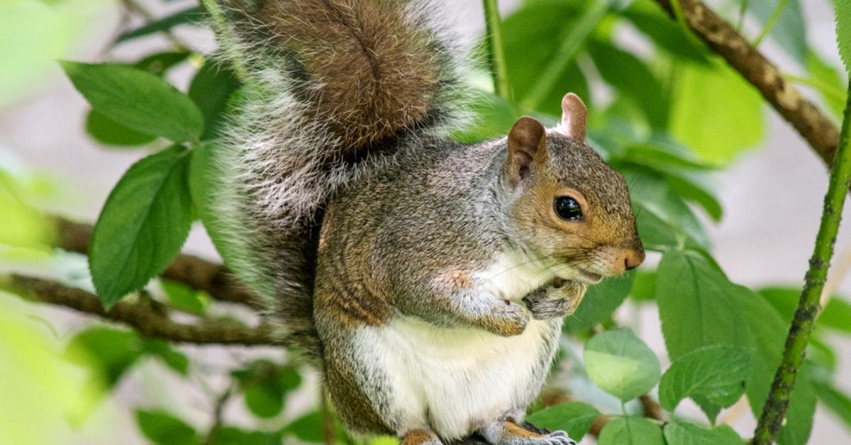 Enchanting Fox Squirrel, a species scientifically known as Sciurus niger.