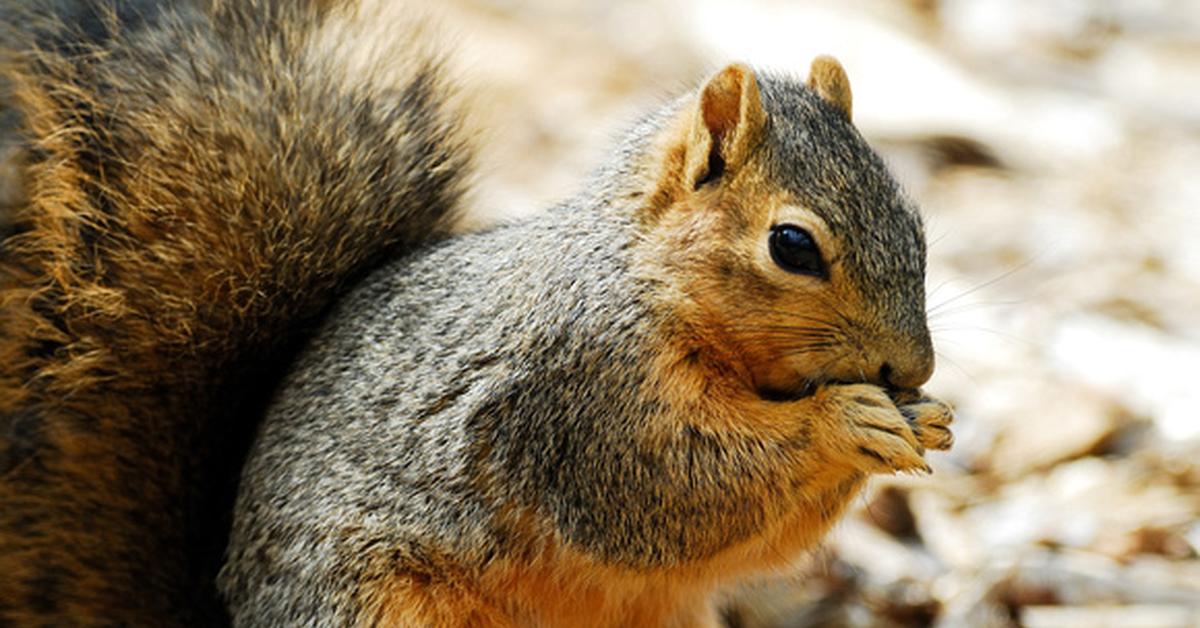 Photographic depiction of the unique Fox Squirrel, locally called Tupai Rubah.