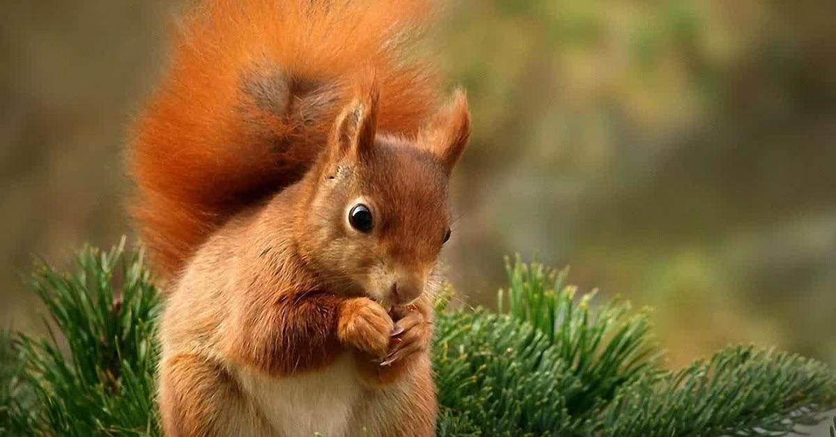 Vibrant snapshot of the Fox Squirrel, commonly referred to as Tupai Rubah in Indonesia.