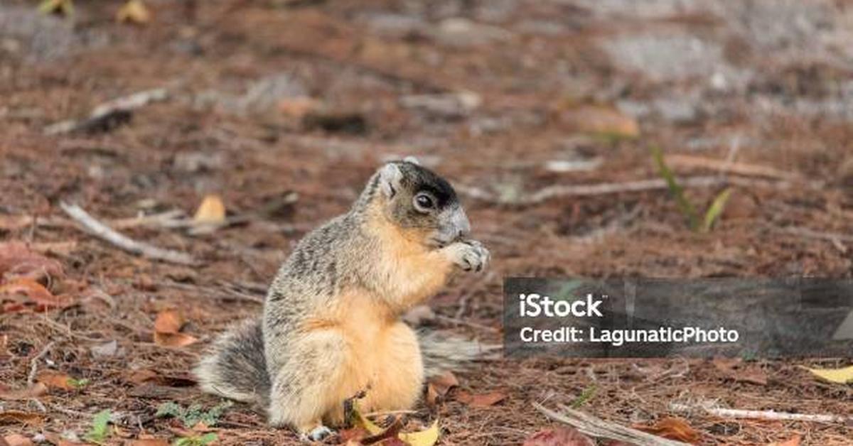 Visual of Fox Squirrel, or Tupai Rubah in Indonesian, showcasing its beauty.