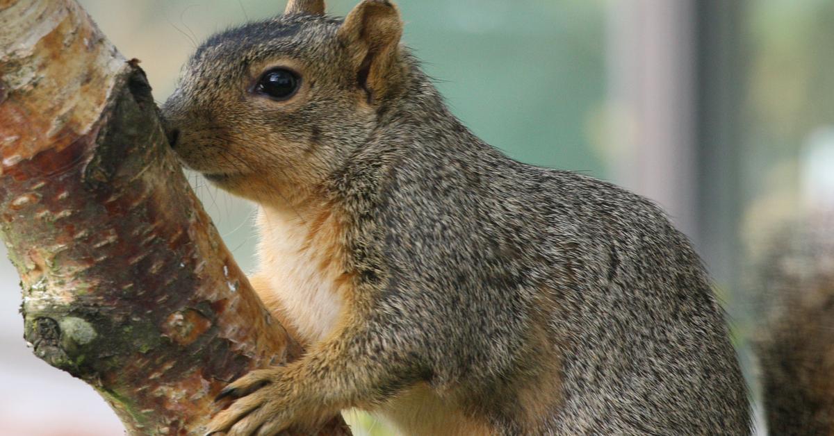 Unique portrayal of the Fox Squirrel, also called Tupai Rubah in Bahasa Indonesia.