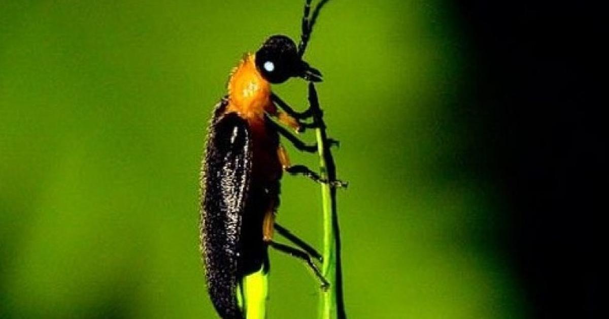 Exquisite image of Firefly, in Indonesia known as Kunang-kunang.