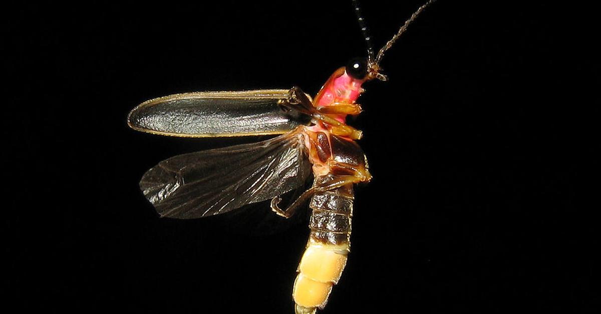 The Firefly, a beautiful species also known as Kunang-kunang in Bahasa Indonesia.