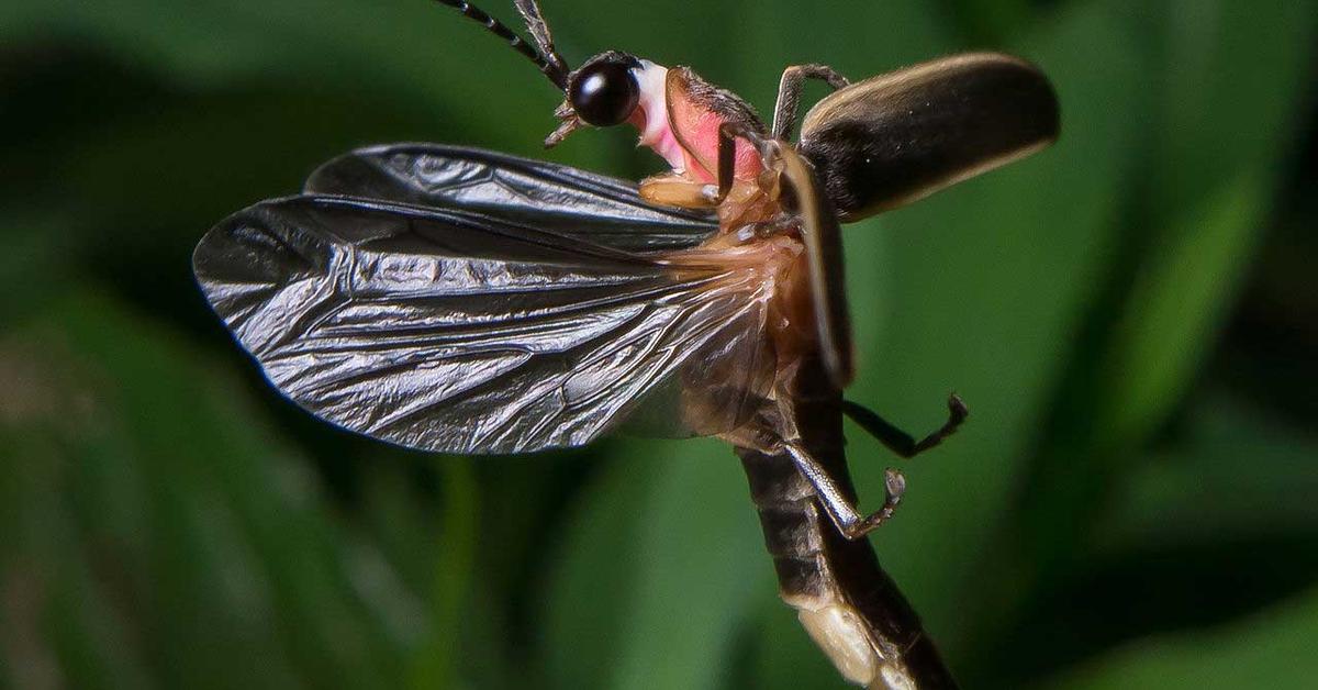 Image of the Firefly (Lampyridae), popular in Indonesia as Kunang-kunang.