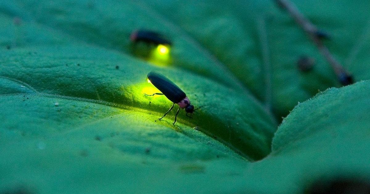 The remarkable Firefly (Lampyridae), a sight to behold.