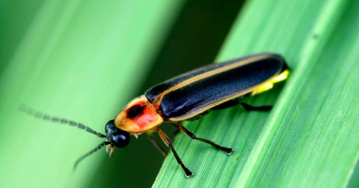 Splendid image of the Firefly, with the scientific name Lampyridae.