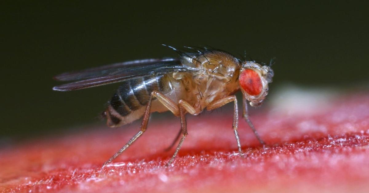 Distinctive Fruit Fly, in Indonesia known as Lalat Buah, captured in this image.