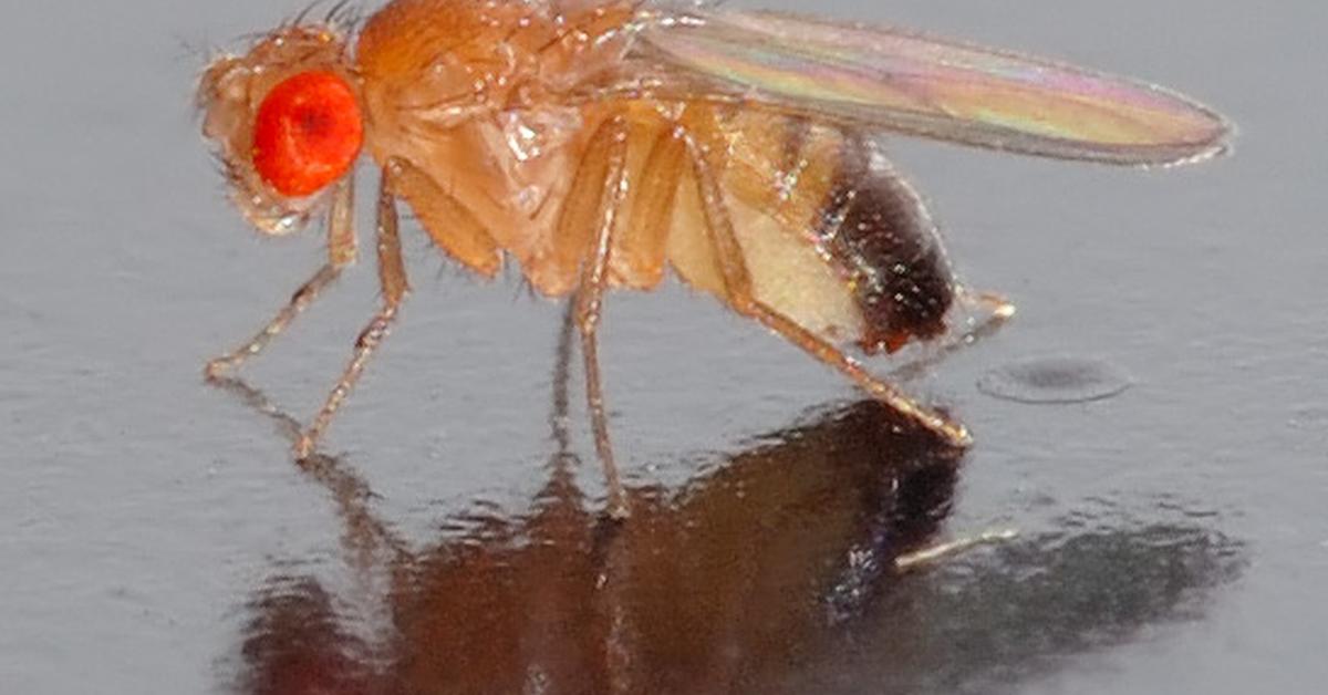 Unique portrayal of the Fruit Fly, also called Lalat Buah in Bahasa Indonesia.