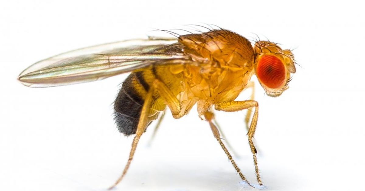 A beautiful representation of the Fruit Fly, scientifically Drosophila melanogaster.