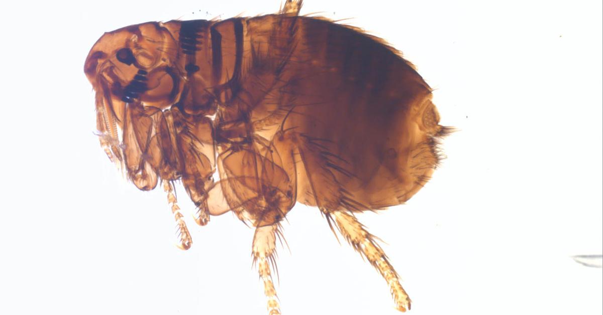 Captivating presence of the Flea, a species called Pulicidae.