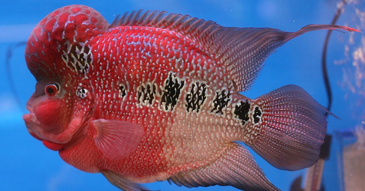 Visual representation of the Flowerhorn Fish, recognized in Indonesia as Ikan Flowerhorn.