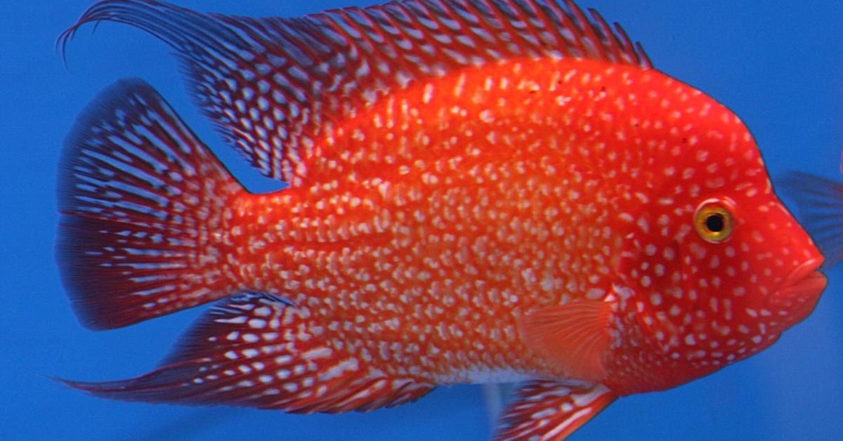 The elegant Flowerhorn Fish (Flowerhorn), a marvel of nature.