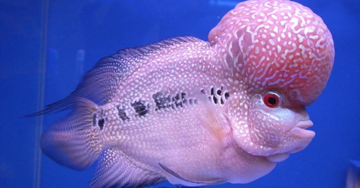 The alluring Flowerhorn Fish, commonly referred to as Ikan Flowerhorn in Bahasa Indonesia.