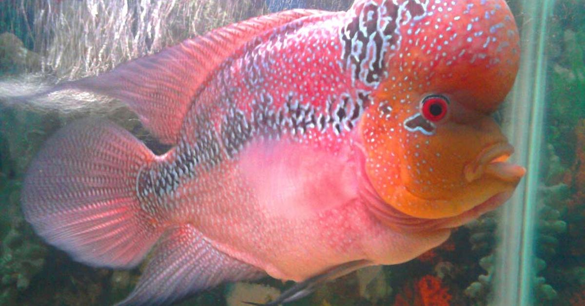 Photographic depiction of the unique Flowerhorn Fish, locally called Ikan Flowerhorn.