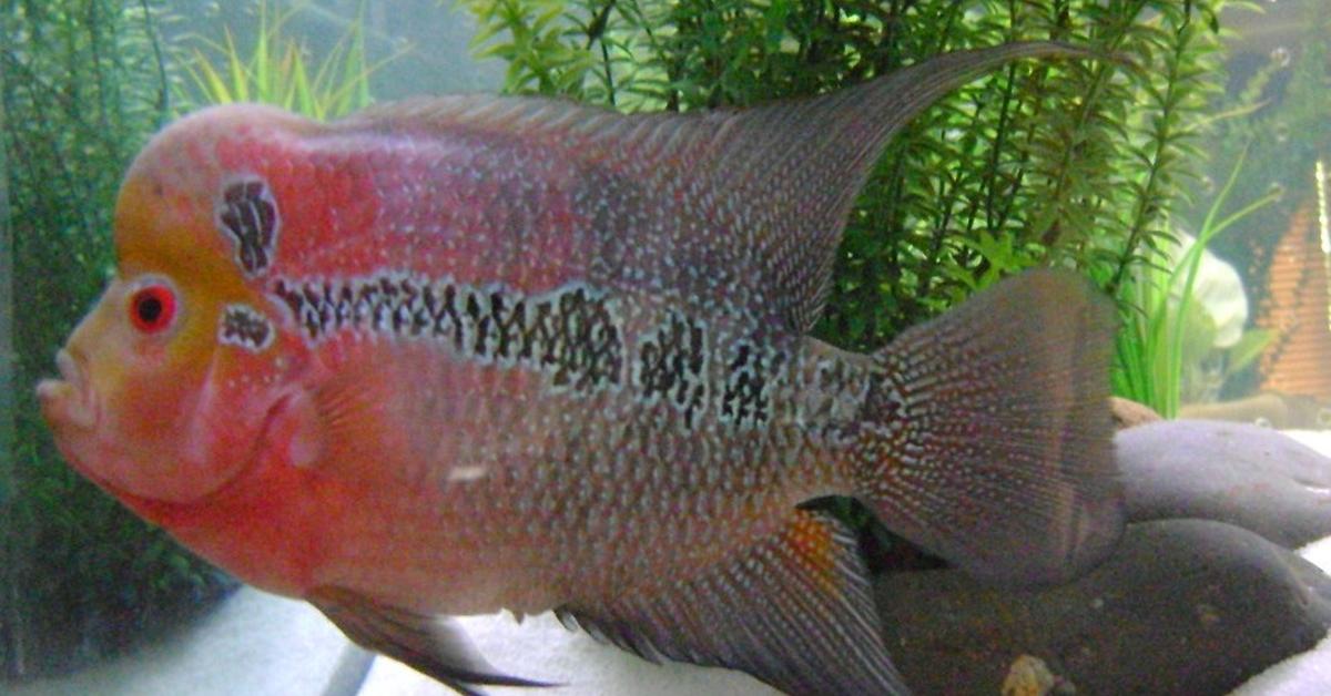 Captivating view of the Flowerhorn Fish, known in Bahasa Indonesia as Ikan Flowerhorn.