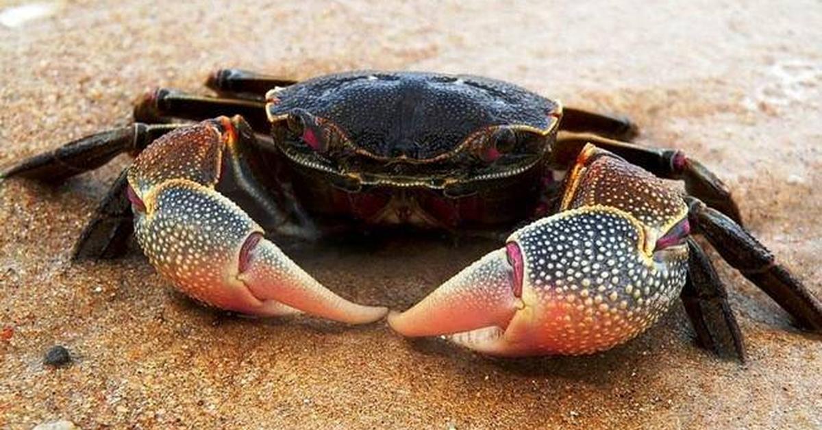 Captured moment of the Fiddler Crab, in Indonesia known as Kepiting Pemusik.