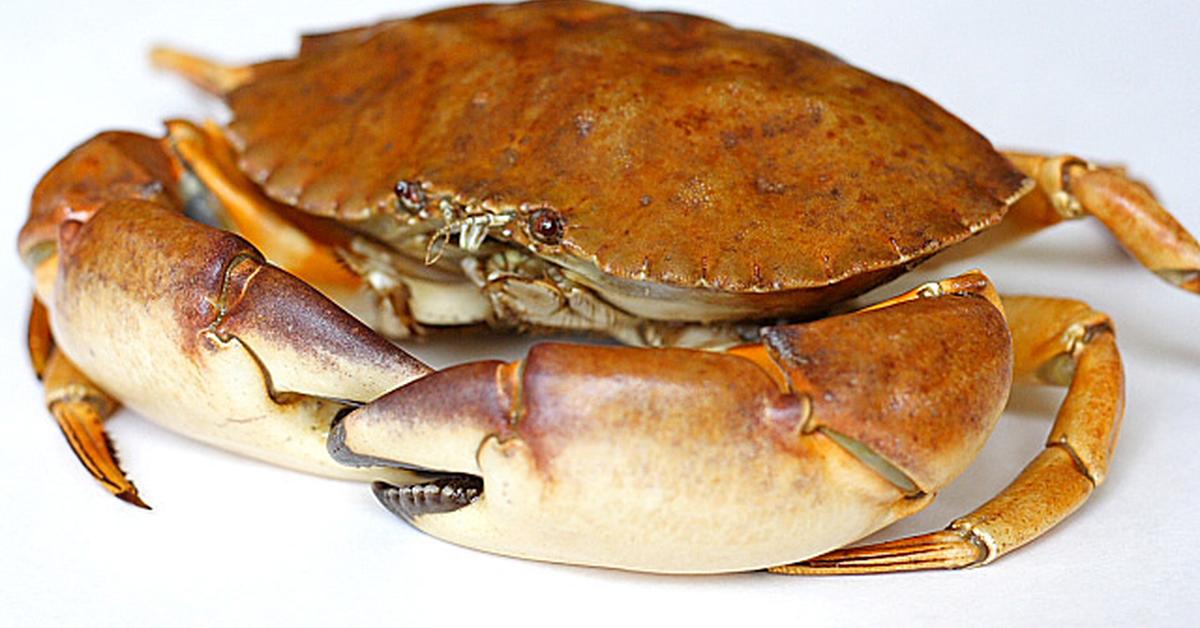 Exquisite image of Fiddler Crab, in Indonesia known as Kepiting Pemusik.