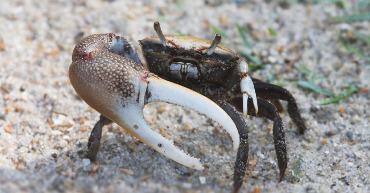 Natural elegance of the Fiddler Crab, scientifically termed Ocypodidae.