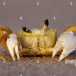 Picture of Fiddler Crab, known in Indonesia as Kepiting Pemusik.