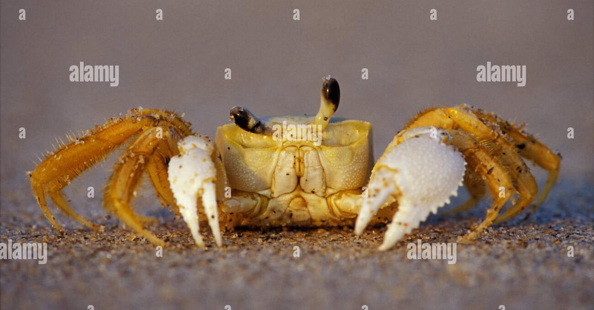 Picture of Fiddler Crab, known in Indonesia as Kepiting Pemusik.