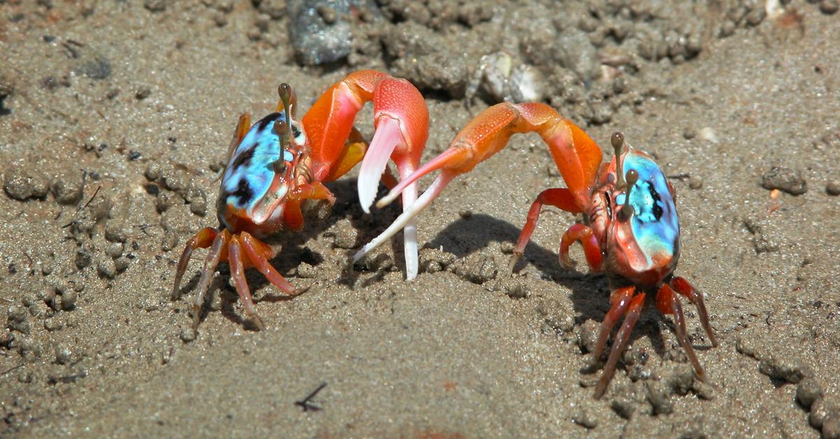 Elegant portrayal of the Fiddler Crab, also known as Ocypodidae.