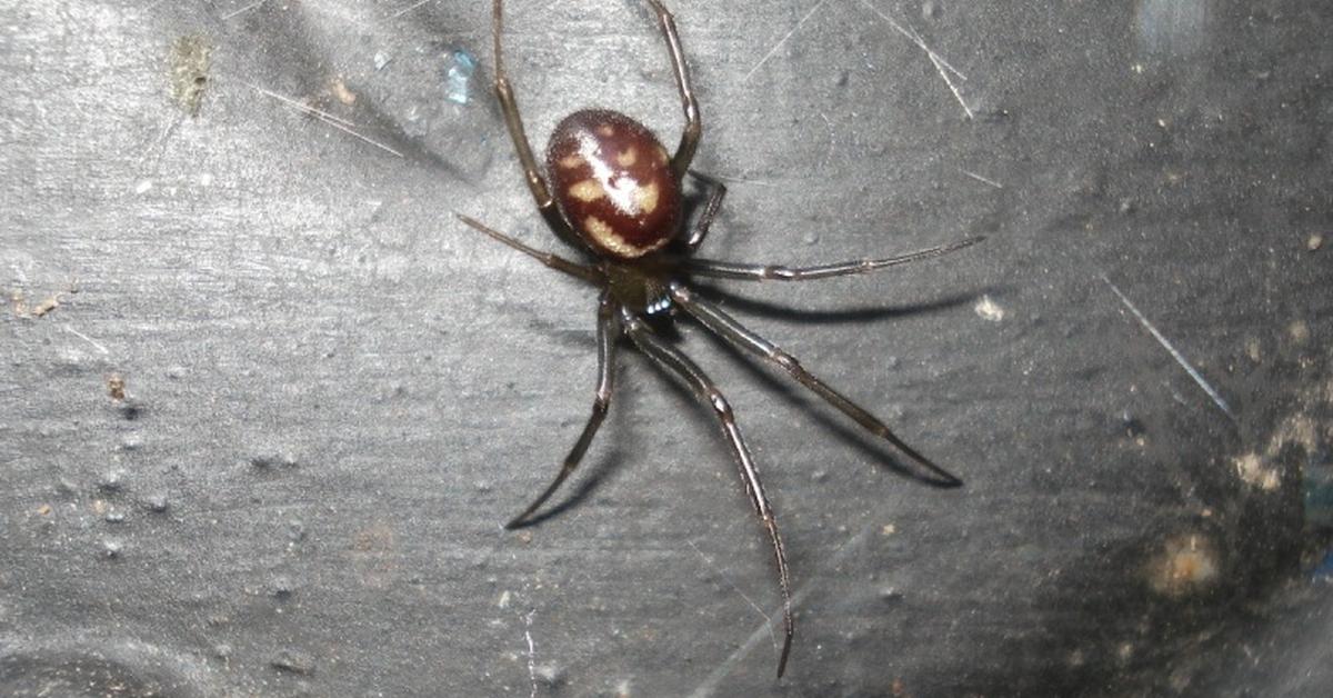 Image showcasing the False Widow Spider, known in Indonesia as Laba-laba Janda Palsu.