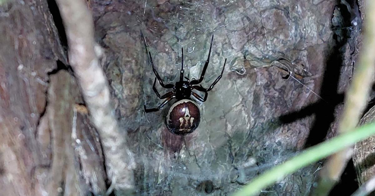 Detailed shot of the False Widow Spider, or Steatoda grossa, in its natural setting.