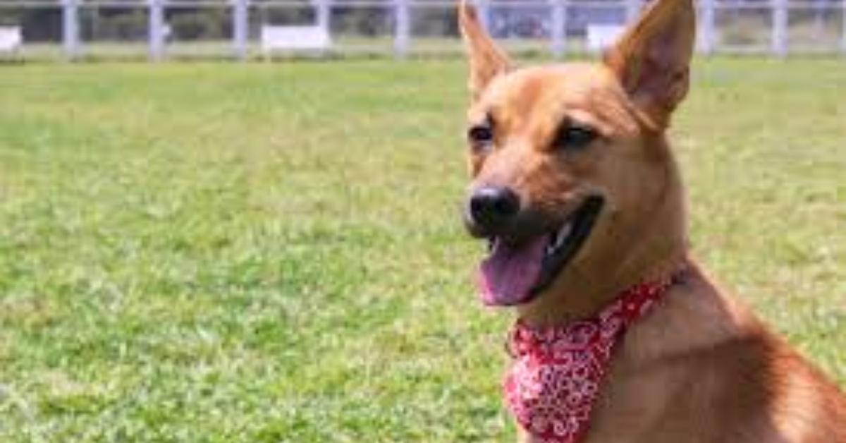 Close-up view of the Formosan Mountain Dog, known as Anjing Gunung Formosa in Indonesian.