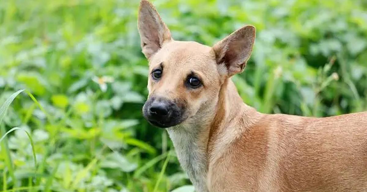 Photograph of the unique Formosan Mountain Dog, known scientifically as Canis lupus.