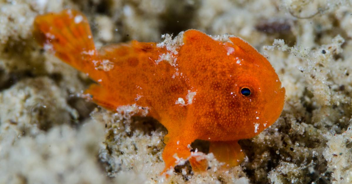 Snapshot of the intriguing Frogfish, scientifically named Antennariidae.